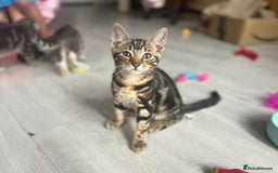 Bengal cats for sale: Gemini grey beauties - Image 1