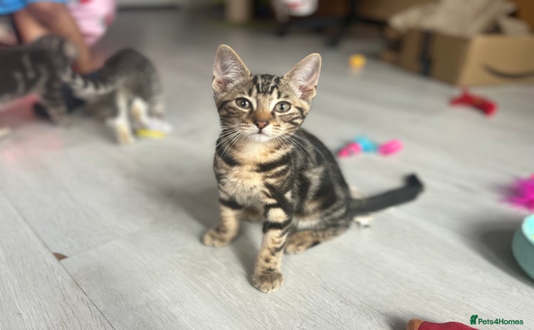 Bengal cats - Advert 1