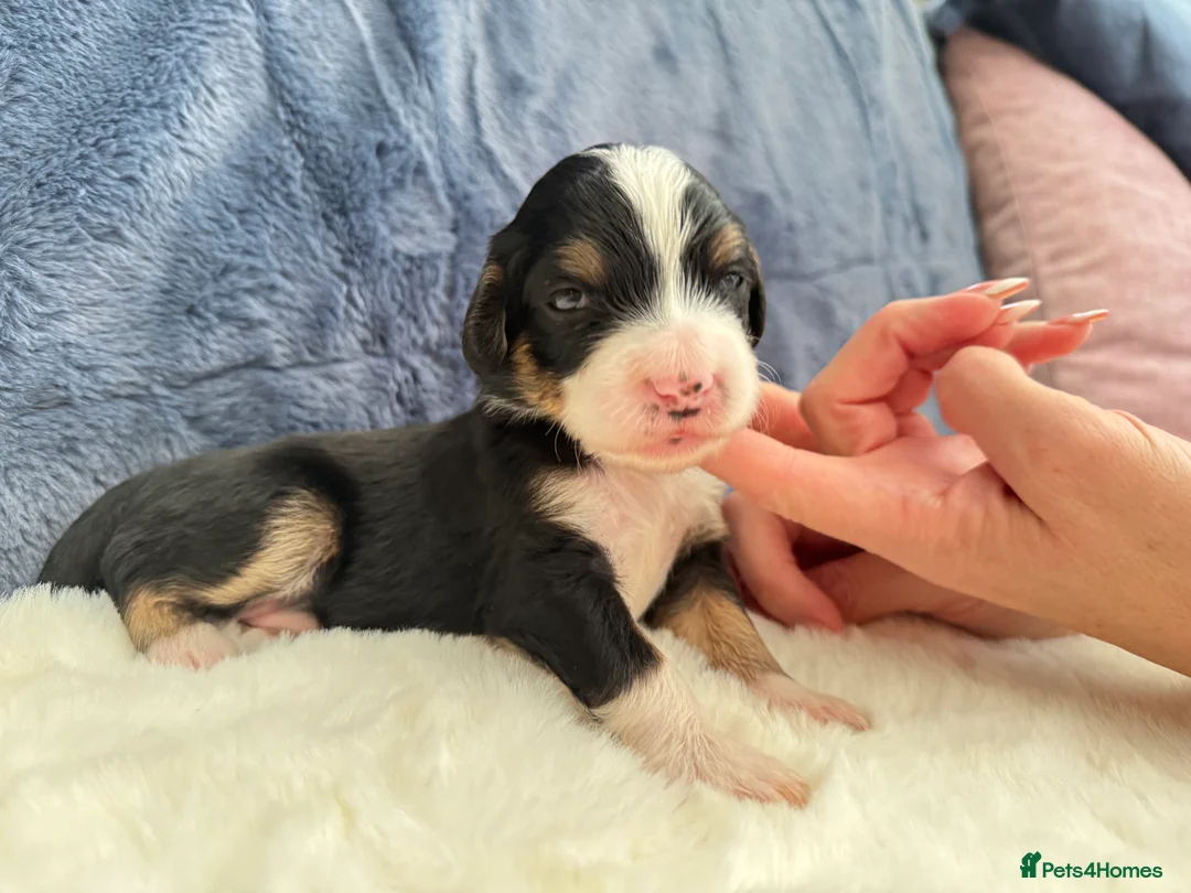 Bernedoodle dogs for sale: Gorgeous Bernedoodle puppies 🖤 - Advert 20