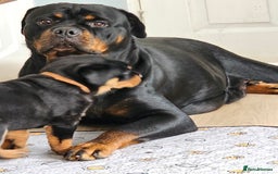 Rottweiler dogs for sale: Pure breed Rottweiler  - Image 28