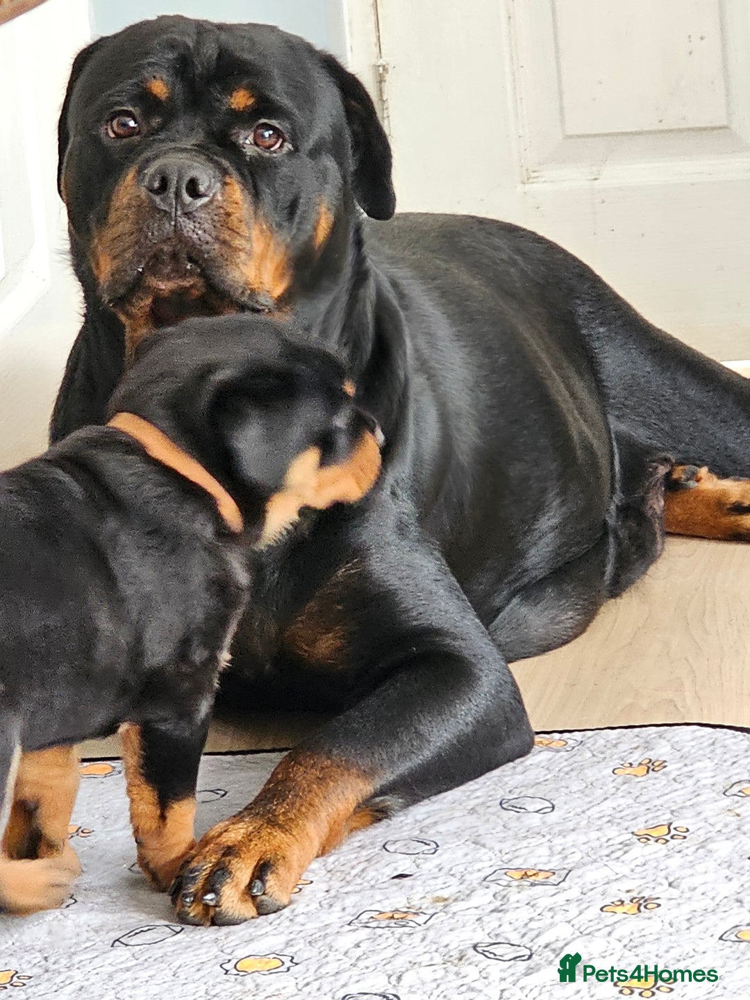 Rottweiler dogs for sale: Pure breed Rottweiler  - Image 28