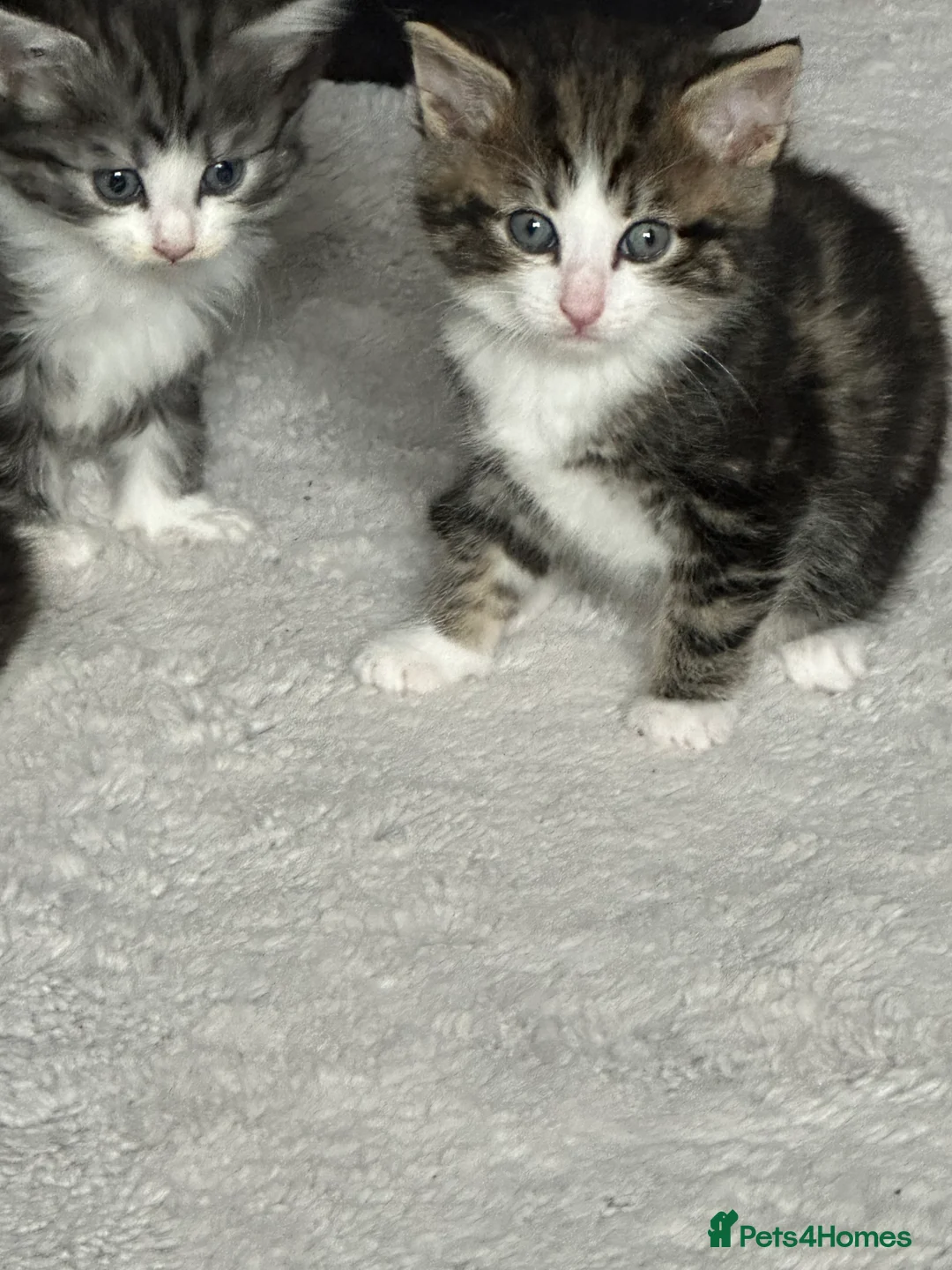 Norwegian Forest Cat cats for sale: Cross Norwegian forest kittens  in Manchester - Advert 1
