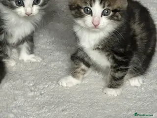 Norwegian Forest Cat cats Cross Norwegian forest kittens in Manchester - Advert 8