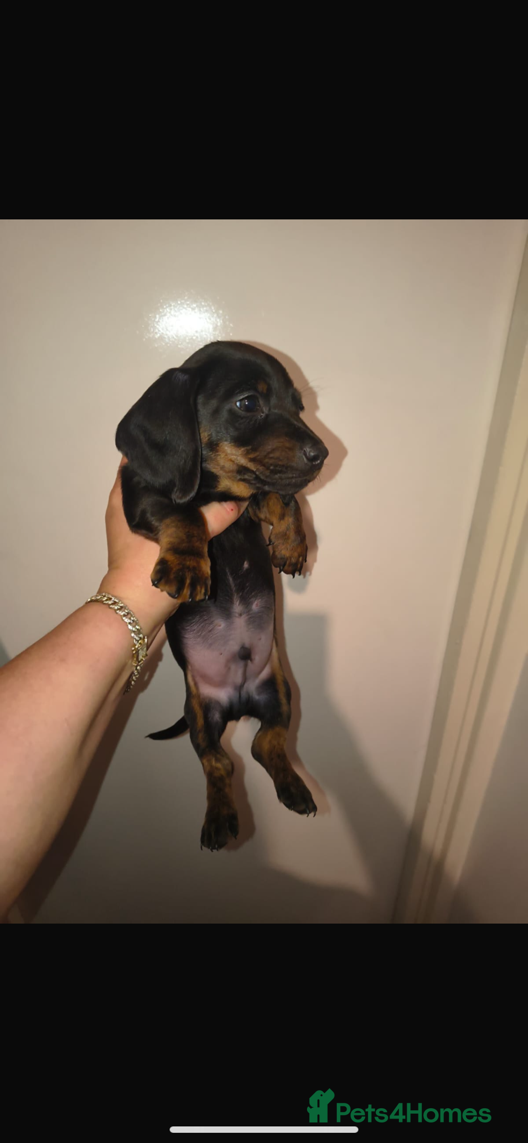 Dachshund dogs for sale: 6 miniature dauchund puppies for sale  - Advert 14