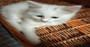 Maine Coon cats - Advert 5