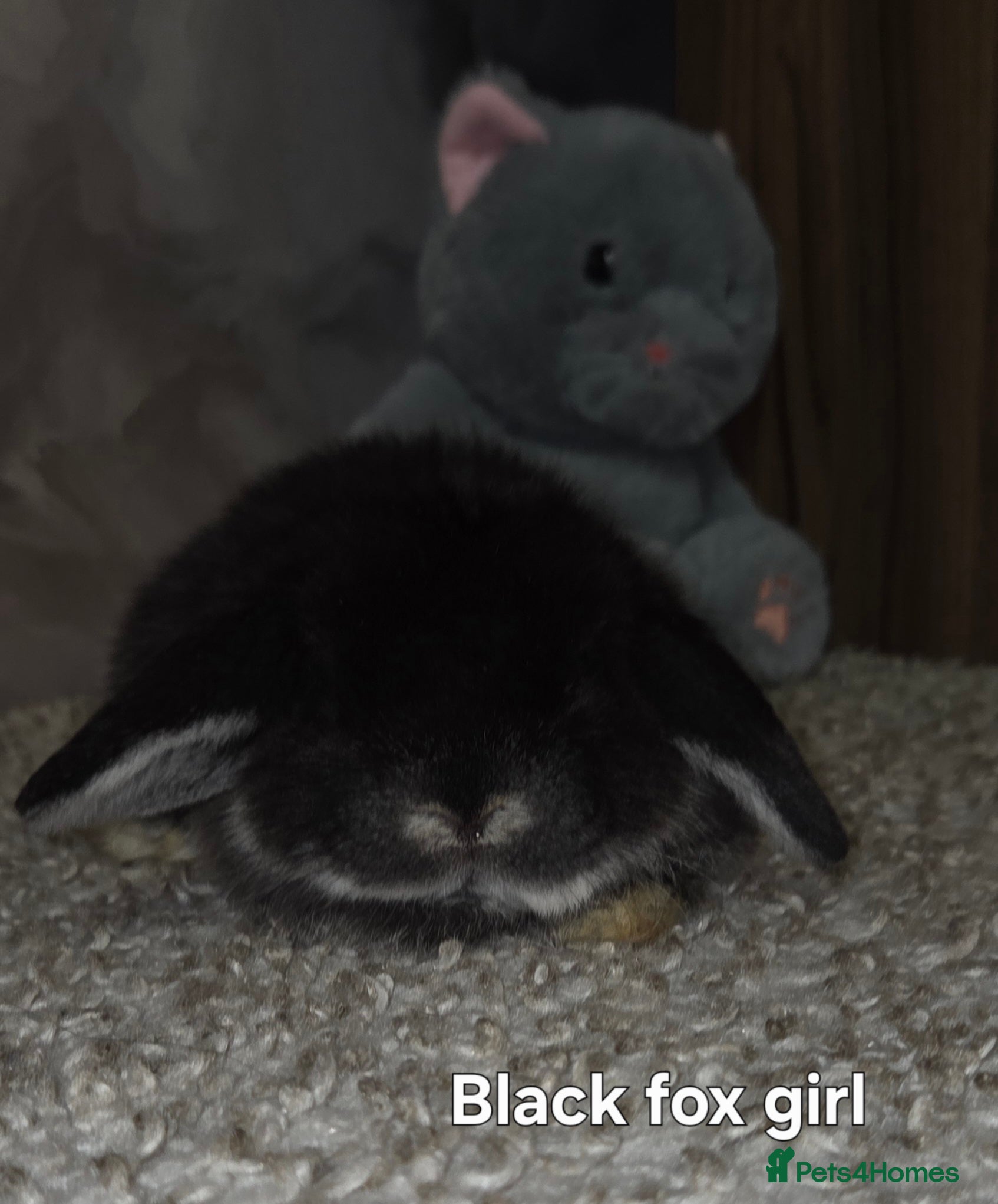 Mini Lop rabbits PURE MINI LOP BUNNIES ( All COLOURS) - Advert 4