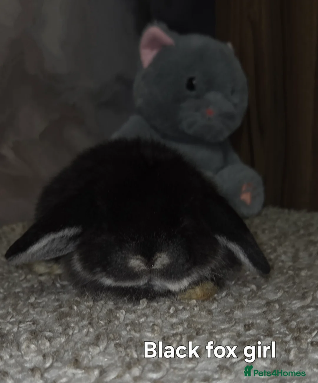 Mini Lop rabbits for sale: PURE MINI LOP BUNNIES ( All COLOURS) - Advert 17