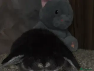 Mini Lop rabbits PURE MINI LOP BUNNIES ( All COLOURS) - Advert 17