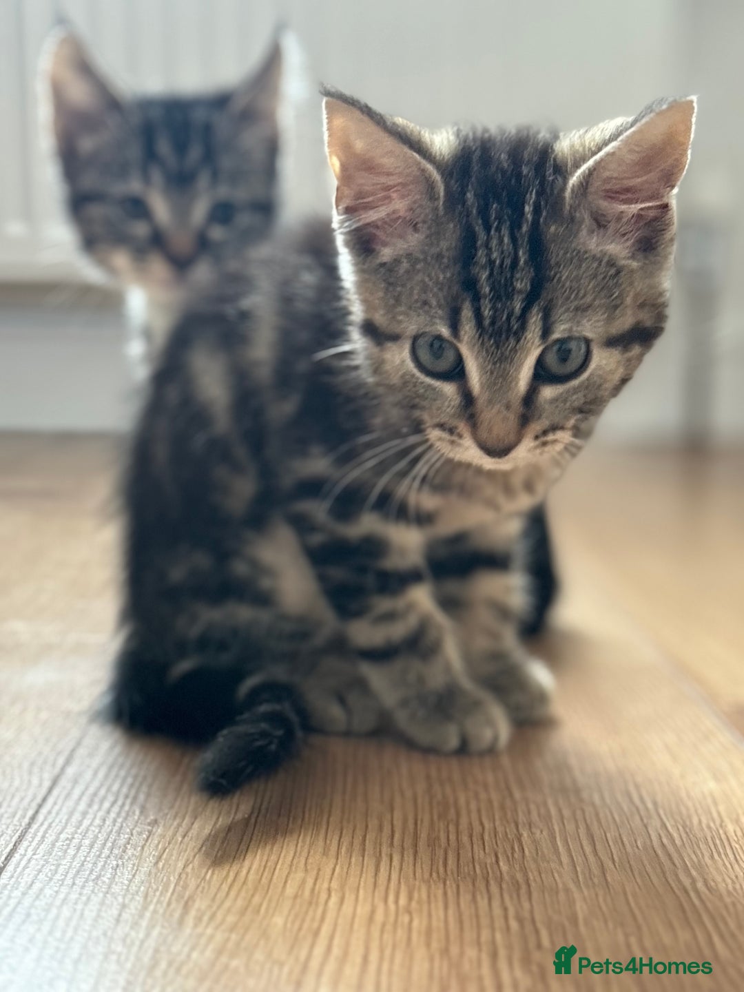 Maine Coon cats for sale: 🌟 5 Adorable Kittens Ready For 4ever Home🌟 - Advert 8