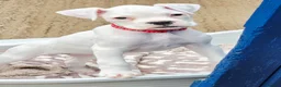 Boxer dogs for sale: READY NOW! Quality White KC Reg Boxer Puppies - Advert 4