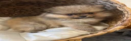 Pomeranian dogs for sale: 2 Show quality Kc reg Pomeranians girls - Advert 11