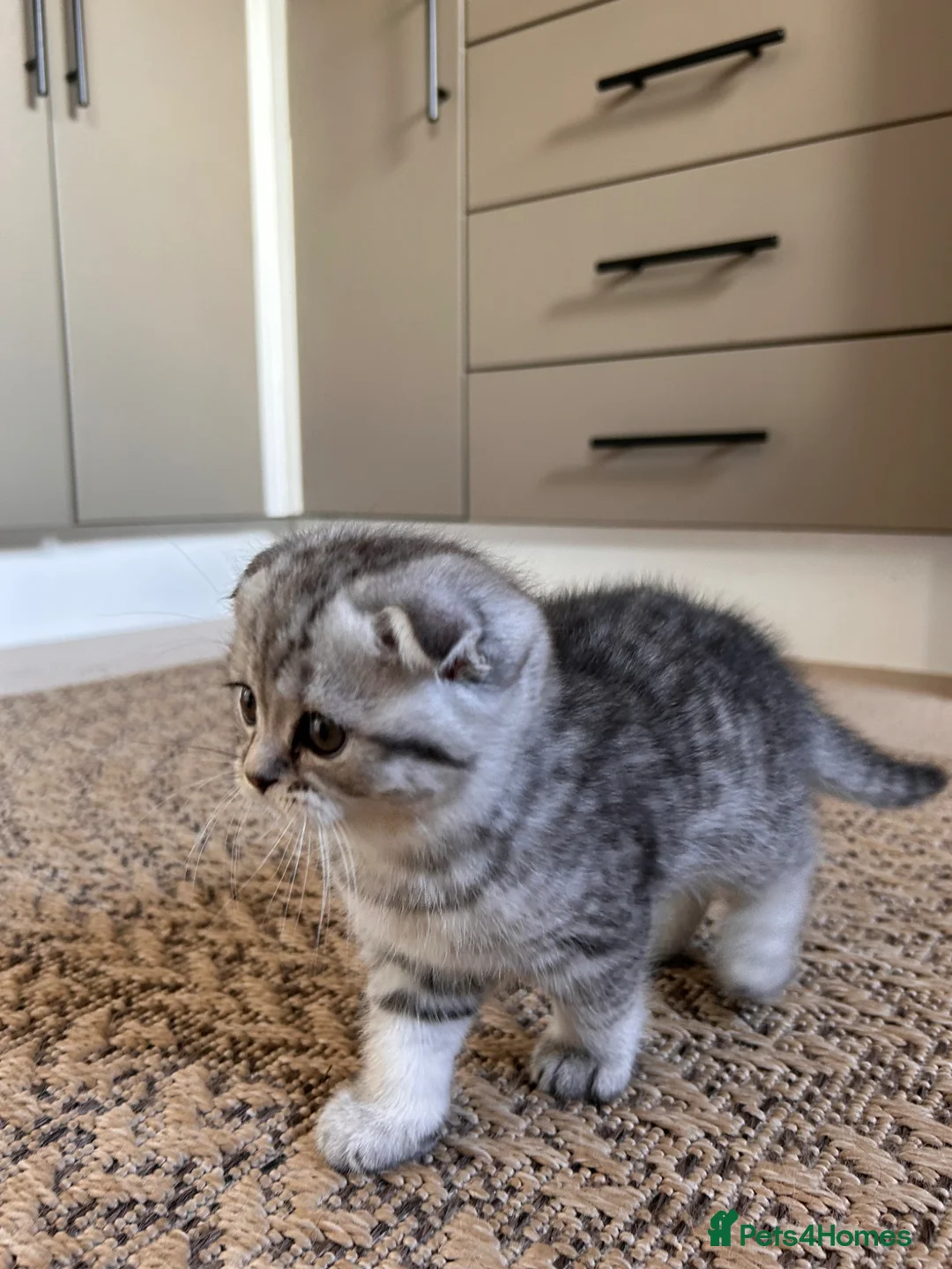Scottish Fold cats for sale: Lovely , playful kittens looking for home  - Advert 2