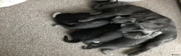 Mixed Breed cats for sale: Cute kittens for sale - Advert 3