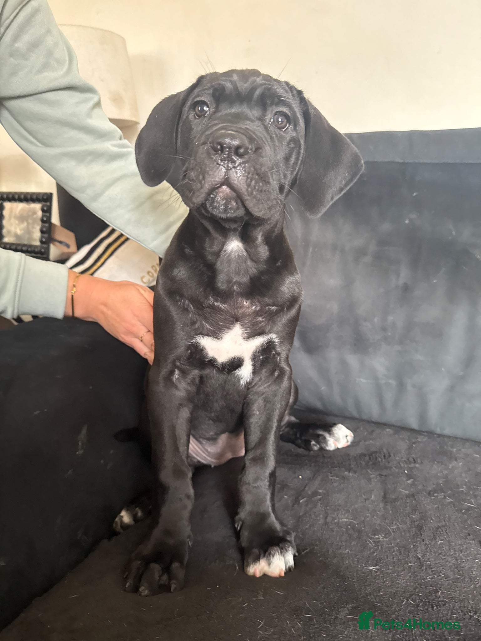 Cane Corso dogs CANE CORSO PUPPIES - Advert 15