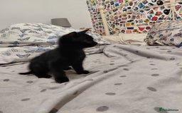 Mixed Breed cats for sale: 3 kittens, ready to leave on nov 25 - Advert 6