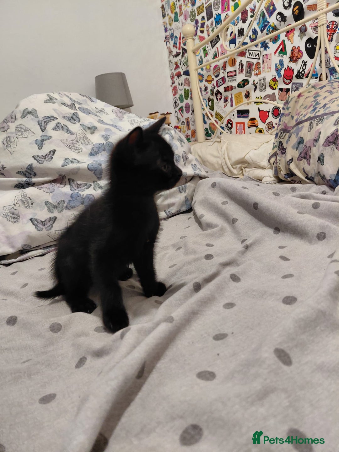 Mixed Breed cats for sale: 3 kittens, ready to leave on nov 25 - Advert 6