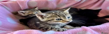 British Shorthair Kitten 2