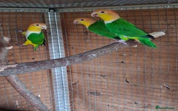 Parrots birds for sale: Green Thighed Caique baby(Both now sold) - Advert 5