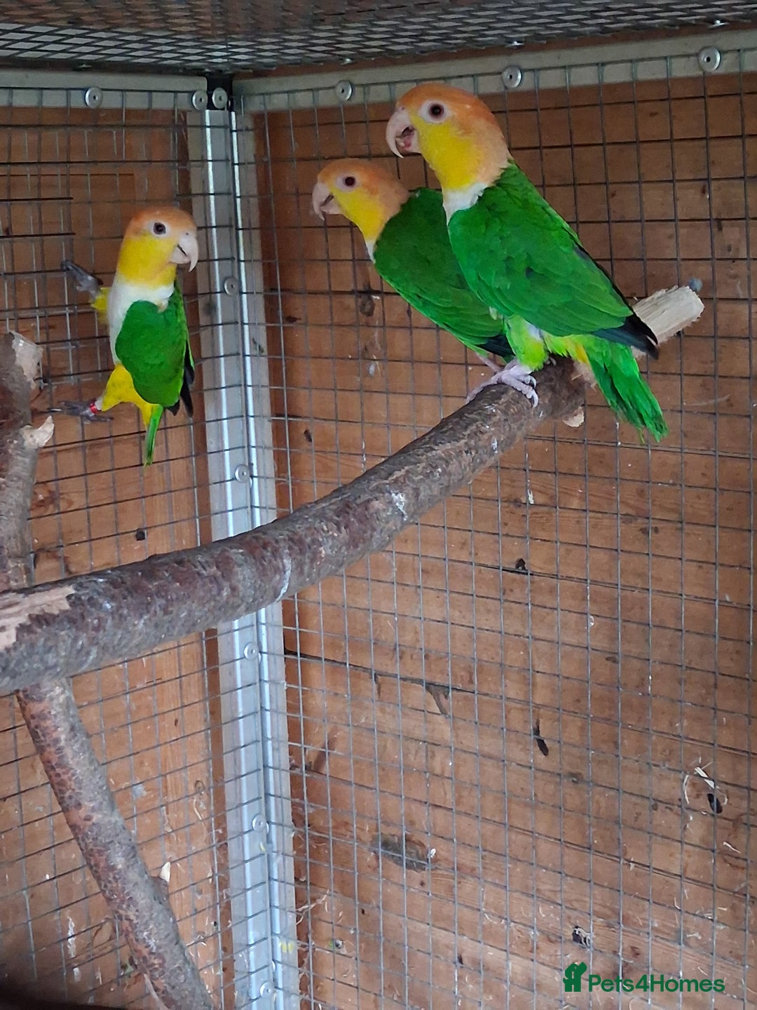 Parrots birds for sale: Green Thighed Caique baby(Both now sold) - Advert 5