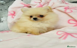 Pomeranian dogs for sale: Tiny Pomeranian puppies - Image 9