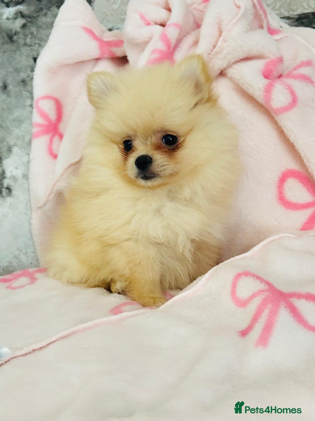Pomeranian dogs for sale: Tiny Pomeranian puppies - Image 9