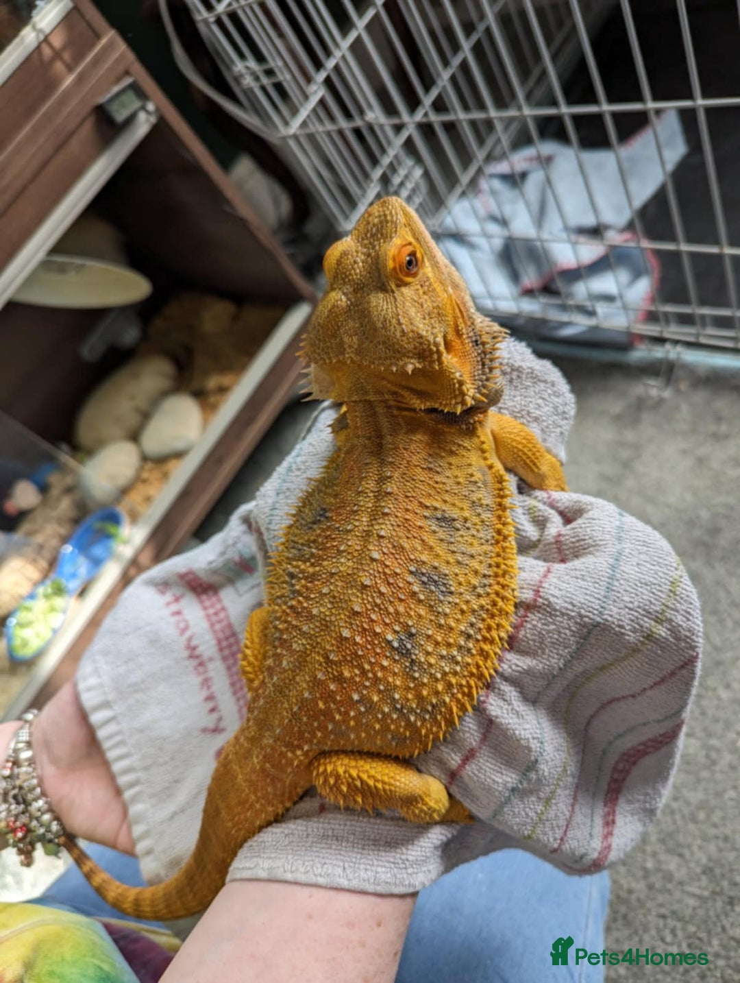 Bearded Dragon reptiles for sale: Male Adult Bearded Dragon+Full Set Up - Image 3
