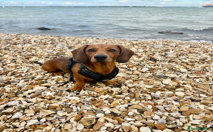 Miniature Dachshund dogs - Advert 14