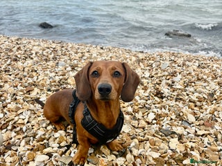 Miniature Dachshund dogs - Advert 22