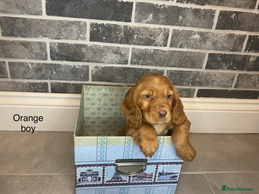 Cocker Spaniel dogs for sale: Hereditary clear working cocker spaniel - Advert 7