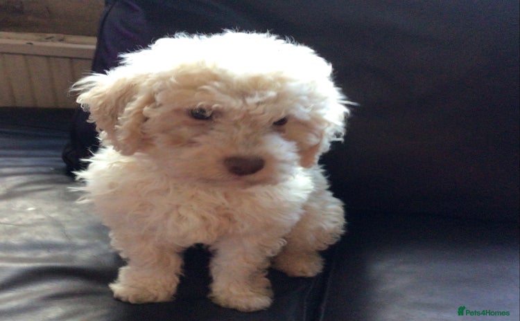 Lagotto Romagnolo dogs - Advert 1