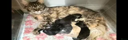 Maine Coon cats for sale: Very Special Boy, Please read. - Advert 2