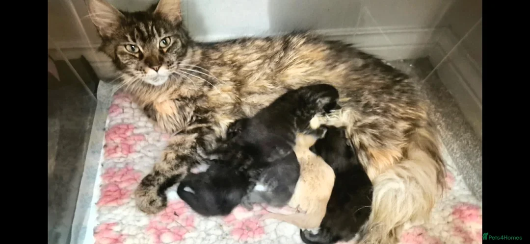Maine Coon cats for sale: Very Special Boy, Please read. - Advert 2