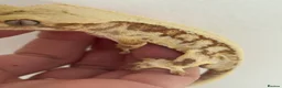 Gecko reptiles for sale: Lily white male crested gecko - Advert 5