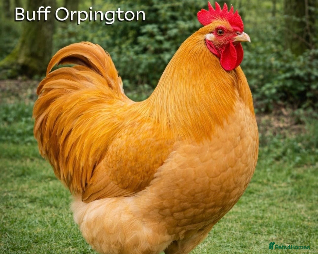 Hens poultry Hybrid laying eggs hens for sale  - Advert 7