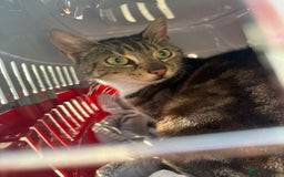 Domestic Shorthair cats for sale: Beautiful girl Coco. 5 years old - Image 1