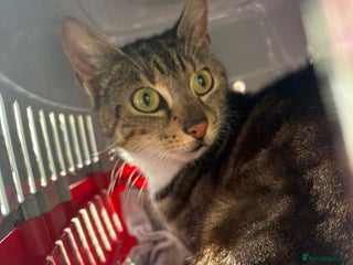 Domestic Shorthair cats - Advert 3