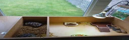 Tortoise reptiles for sale: 2 lovely tourtoises forsale - Advert 2