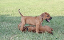 Rhodesian Ridgeback dogs for sale: Rhodesian Ridgeback Pups For Sale. - Image 2