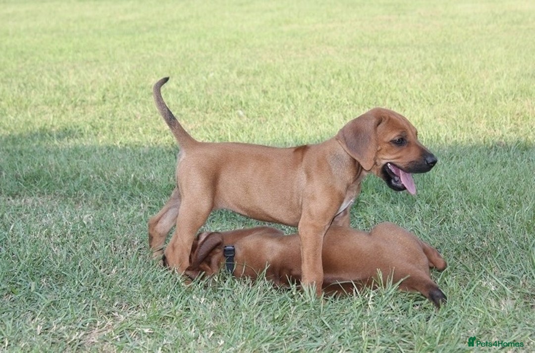 Rhodesian Ridgeback dogs for sale: Rhodesian Ridgeback Pups For Sale. - Image 2