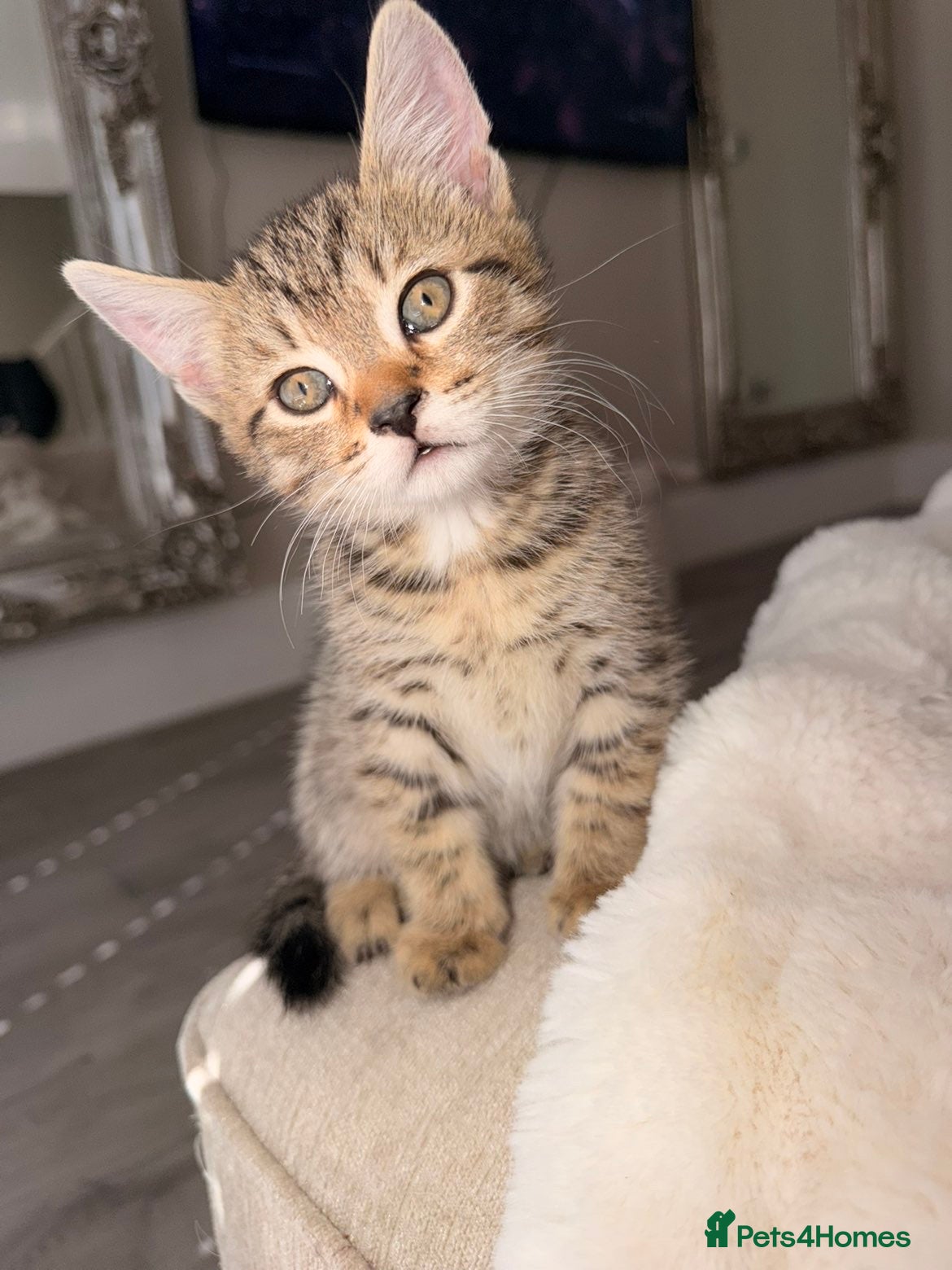 British Shorthair cats Kittens - Advert 2