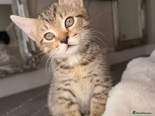 British Shorthair cats Kittens - Advert 2