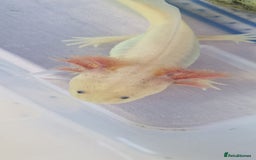 Axolotl reptiles for sale: Axolotls - Image 18