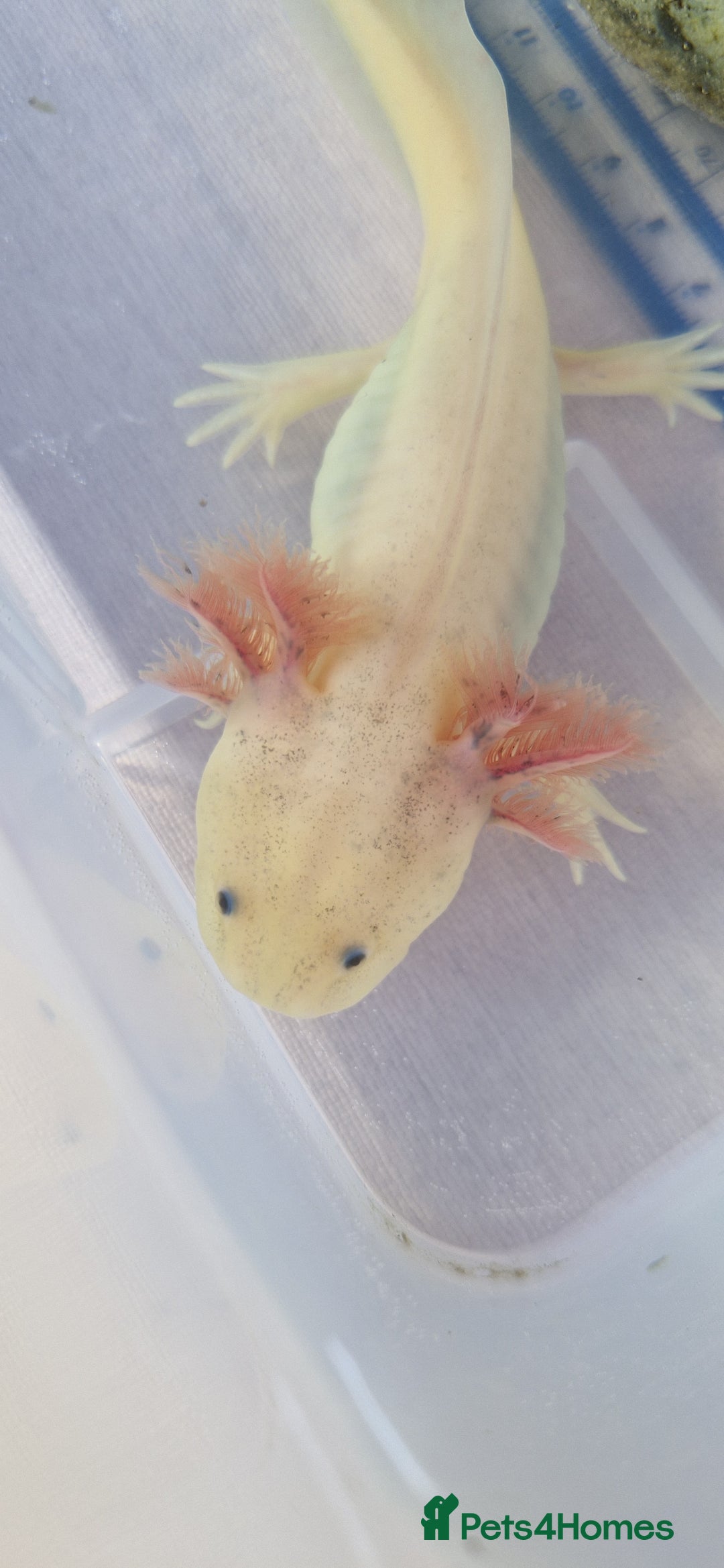 Axolotl reptiles for sale: Axolotls - Image 18