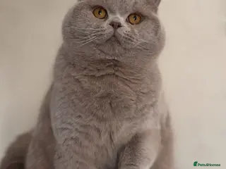 British Shorthair cats Beautiful Lilac Champion For Stud Duties - Advert 3