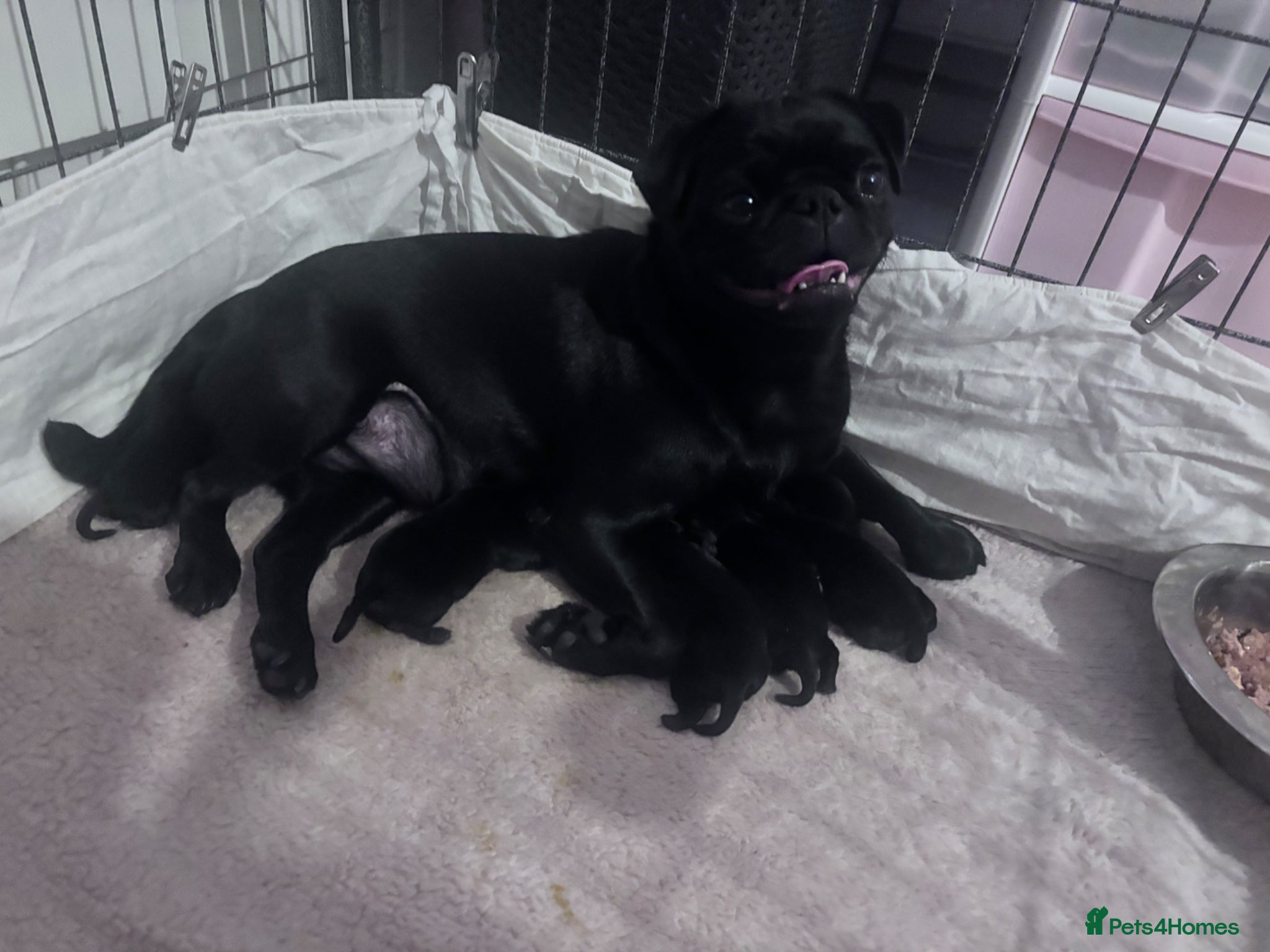 Pug dogs KC registered black pug puppies - Advert 1