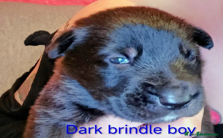 Mixed Breed dogs - Advert 1