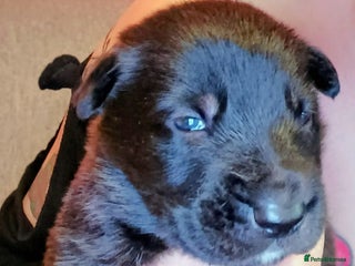 Mixed Breed dogs - Advert 18