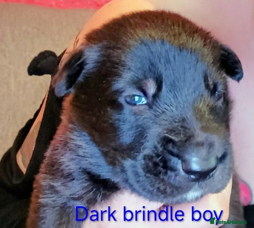 Mixed Breed dogs - Advert 1