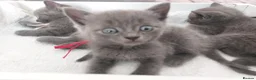 British Shorthair cats for sale: Reserve British Short-haired for forever home - Advert 10