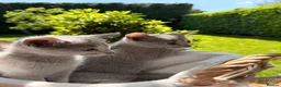 Russian Blue cats for sale: 🐾Champion Line TICA Russian Blue Kittens 🐾 - Advert 15